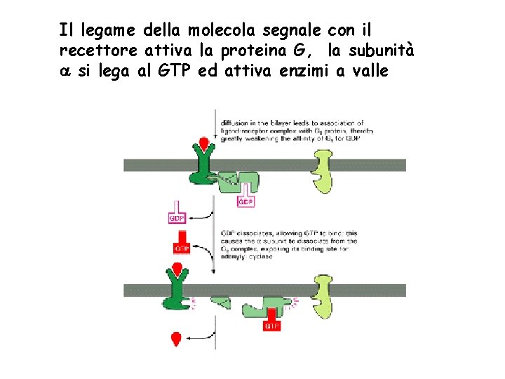 Il legame della molecola segnale con il recettore attiva la proteina G, la subunità