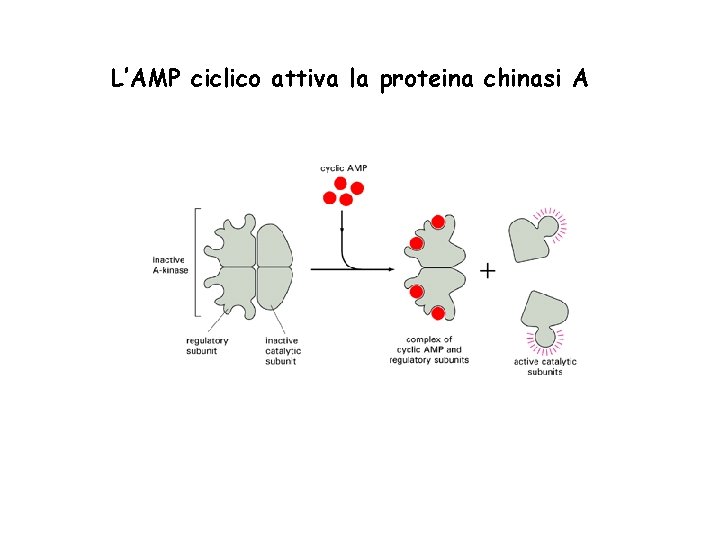 L’AMP ciclico attiva la proteina chinasi A 