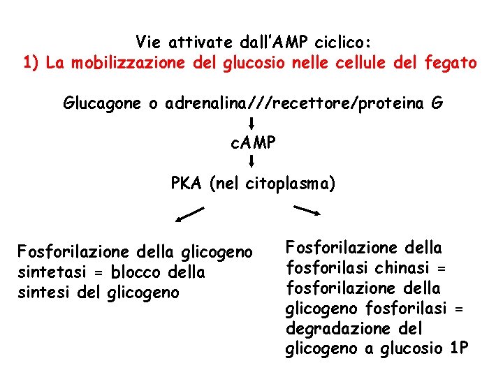 Vie attivate dall’AMP ciclico: 1) La mobilizzazione del glucosio nelle cellule del fegato Glucagone