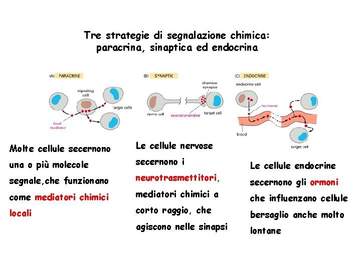 Tre strategie di segnalazione chimica: paracrina, sinaptica ed endocrina Molte cellule secernono Le cellule