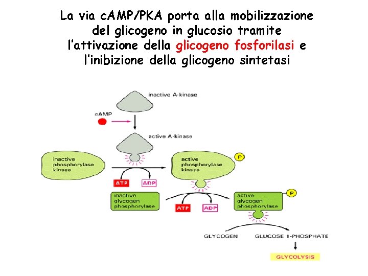 La via c. AMP/PKA porta alla mobilizzazione del glicogeno in glucosio tramite l’attivazione della