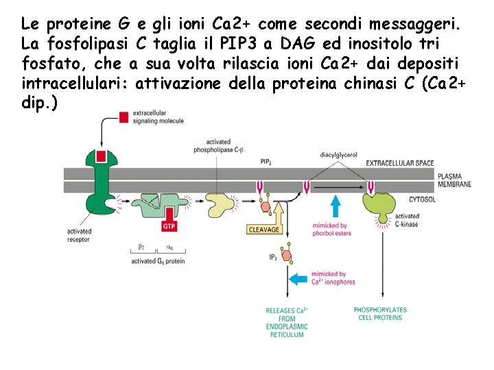 Le proteine G e gli ioni Ca 2+ come secondi messaggeri. La fosfolipasi C