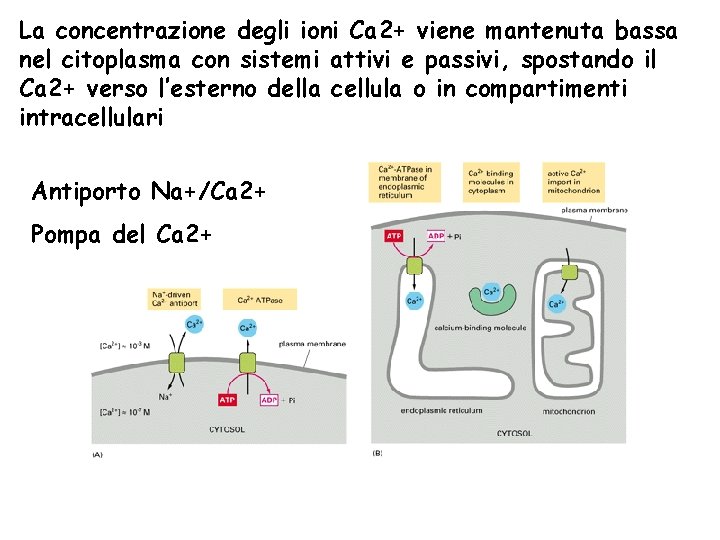 La concentrazione degli ioni Ca 2+ viene mantenuta bassa nel citoplasma con sistemi attivi