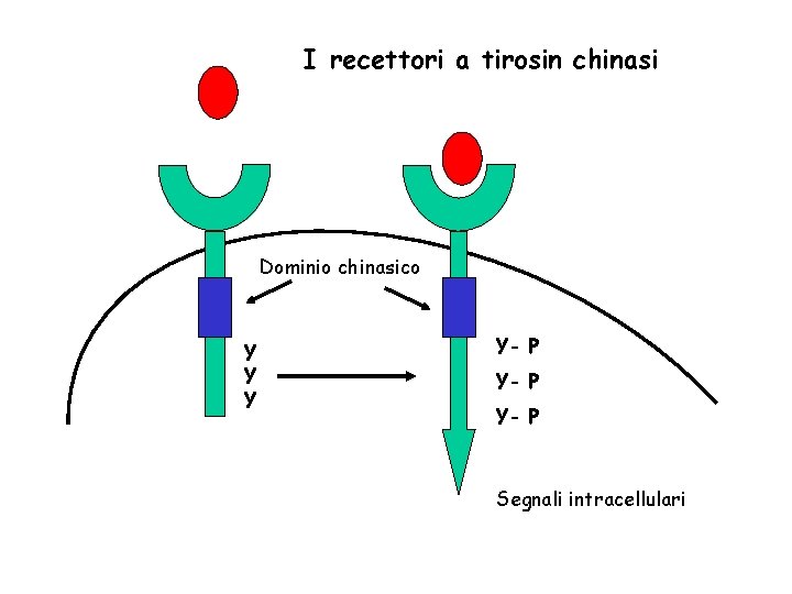 I recettori a tirosin chinasi Dominio chinasico Y Y- P Segnali intracellulari 