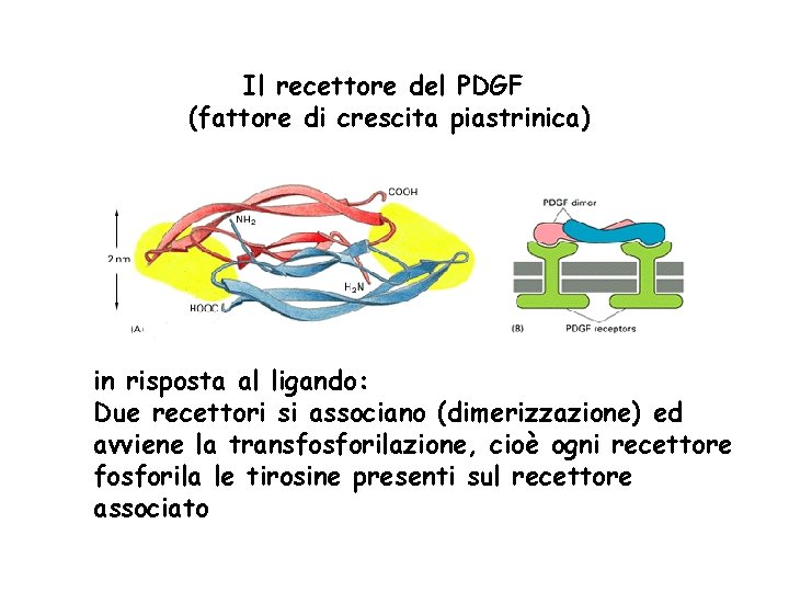 Il recettore del PDGF (fattore di crescita piastrinica) in risposta al ligando: Due recettori