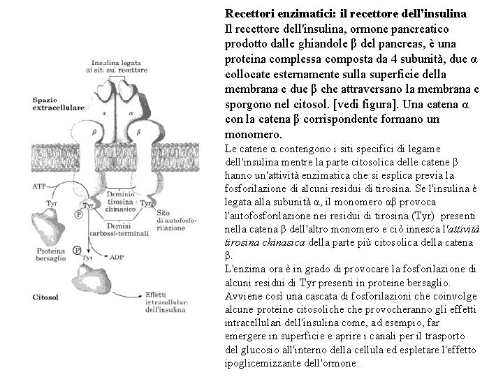 Recettori enzimatici: il recettore dell'insulina Il recettore dell'insulina, ormone pancreatico prodotto dalle ghiandole β