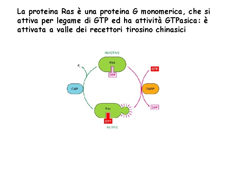 La proteina Ras è una proteina G monomerica, che si attiva per legame di