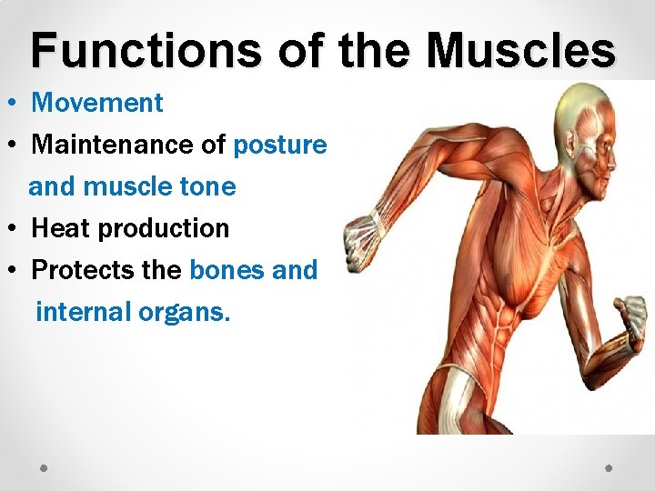 The Muscular System o Specialized tissues that enable