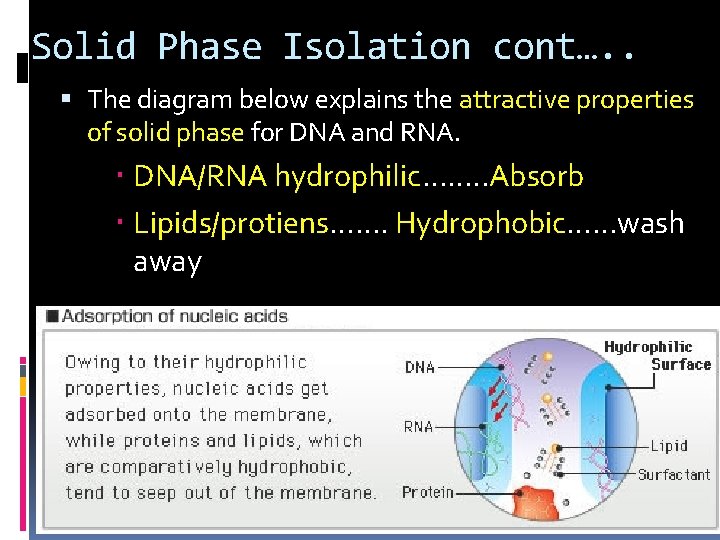 Solid Phase Isolation cont…. . The diagram below explains the attractive properties of solid