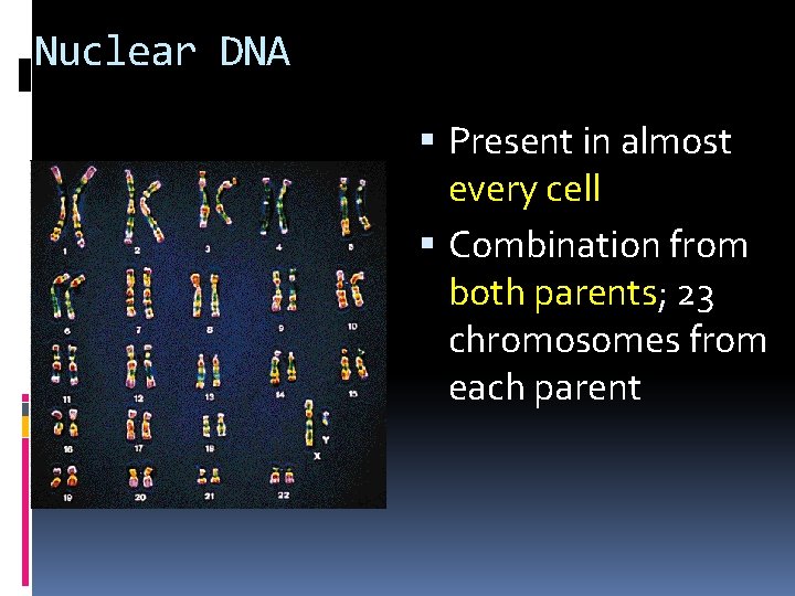 Nuclear DNA Present in almost every cell Combination from both parents; 23 chromosomes from