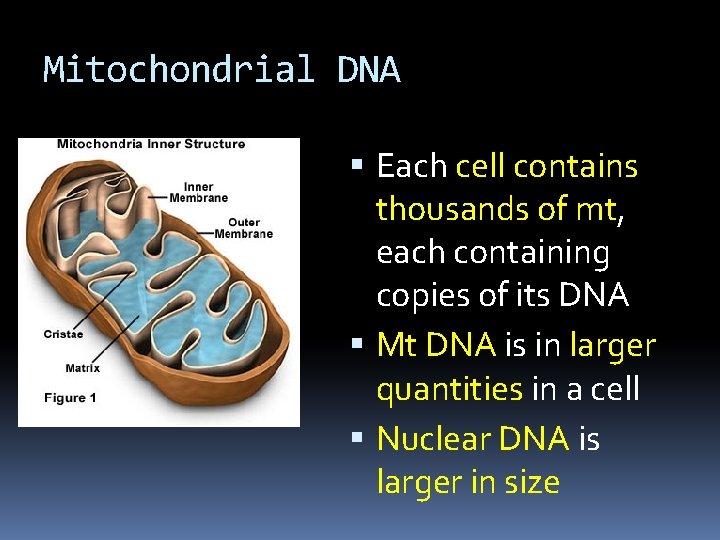 Mitochondrial DNA Each cell contains thousands of mt, each containing copies of its DNA