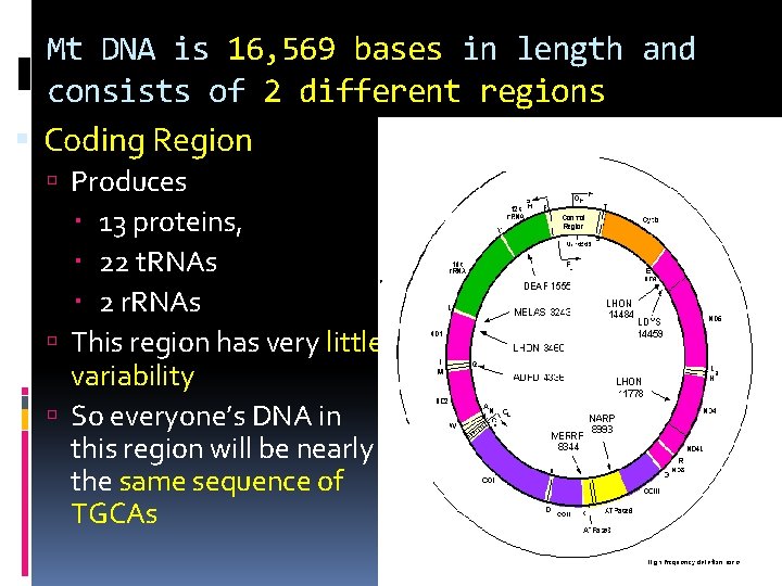 Mt DNA is 16, 569 bases in length and consists of 2 different regions