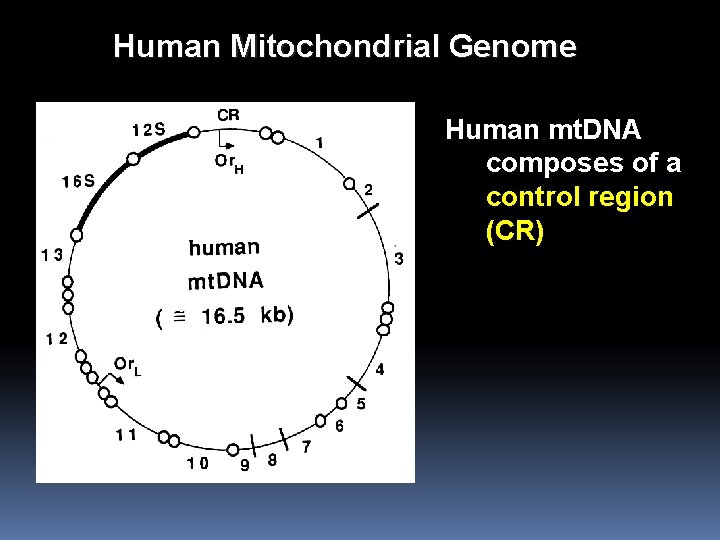 Human Mitochondrial Genome Human mt. DNA composes of a control region (CR) 