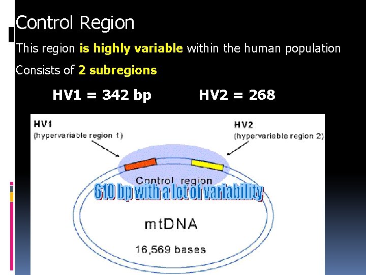 Control Region This region is highly variable within the human population Consists of 2