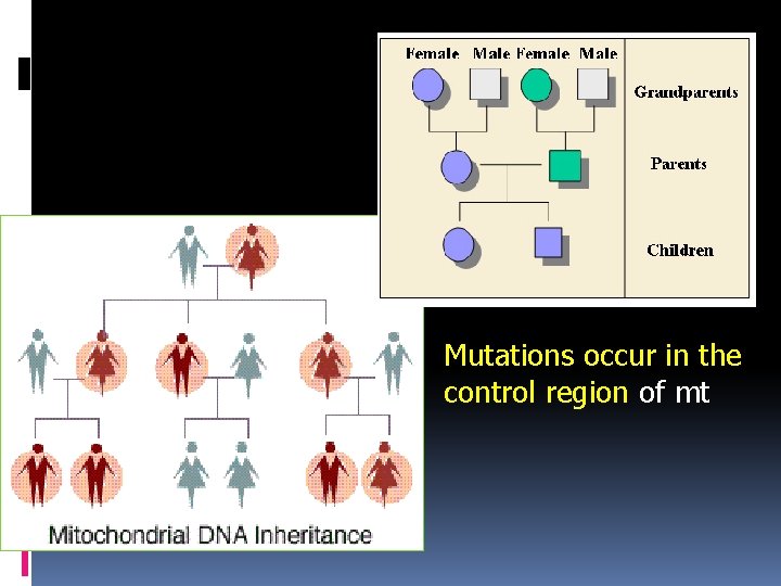 Mutations occur in the control region of mt 