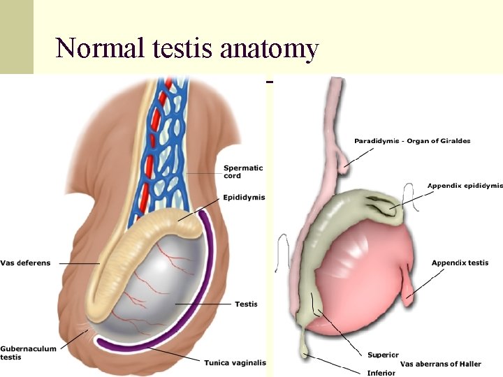 Normal testis anatomy 