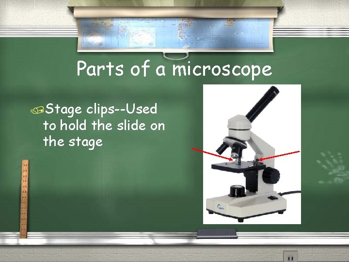 Parts of a microscope /Stage clips--Used to hold the slide on the stage 