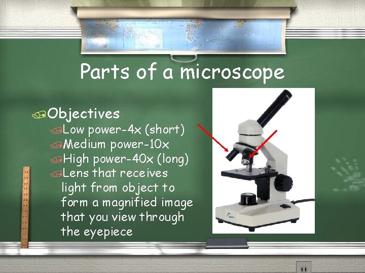 Parts of a microscope /Objectives /Low power-4 x (short) /Medium power-10 x /High power-40