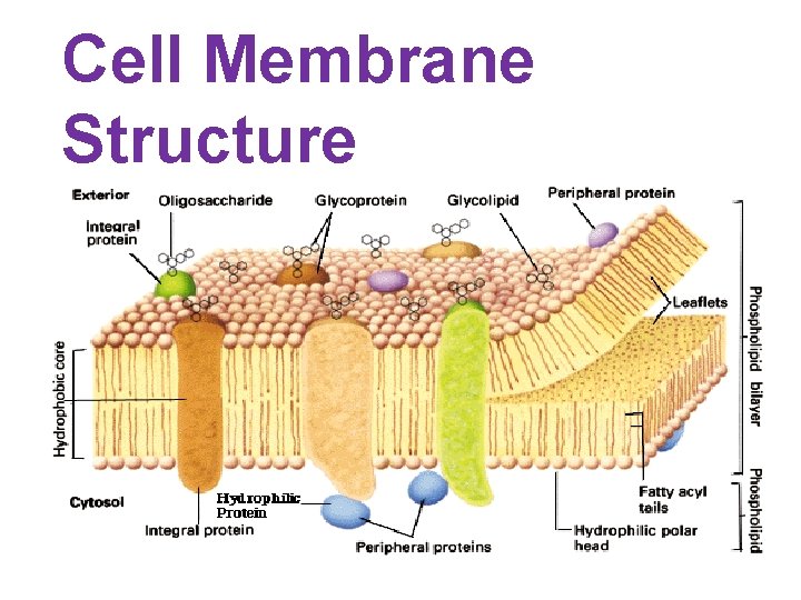 Cell Membrane Structure 