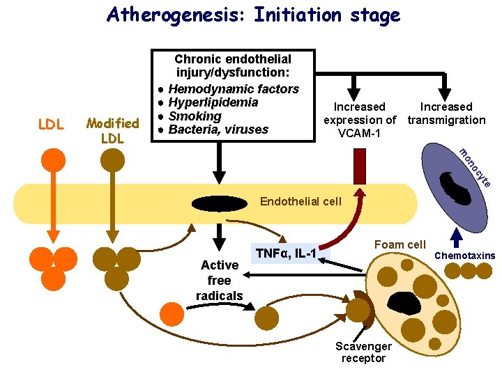 Atherogenesis: Initiation stage LDL Modified LDL Chronic endothelial injury/dysfunction: ● Hemodynamic factors ● Hyperlipidemia