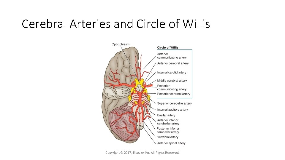 Cerebral Arteries and Circle of Willis Copyright © 2017, Elsevier Inc. All Rights Reserved.