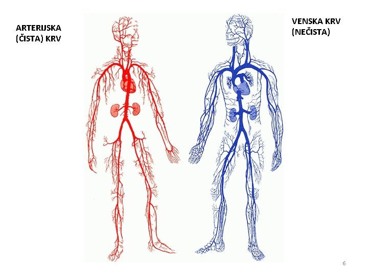 ARTERIJSKA (ČISTA) KRV VENSKA KRV (NEČISTA) 6 