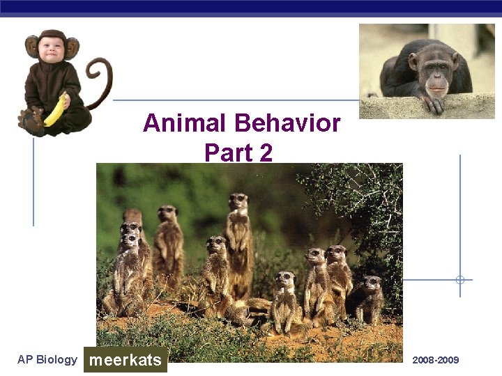 Animal Behavior Part 2 AP Biology meerkats 2008 -2009 