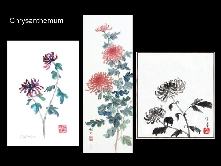 Chrysanthemum 