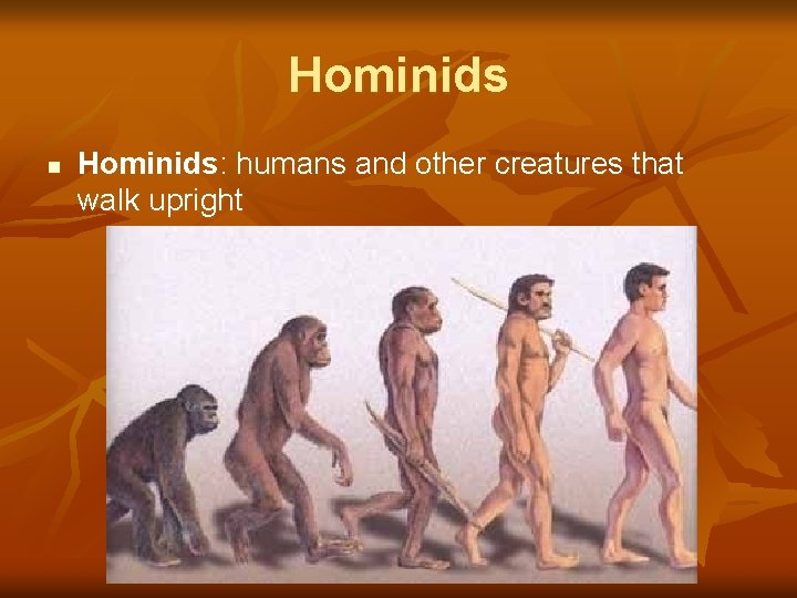 Hominids n Hominids: humans and other creatures that walk upright 