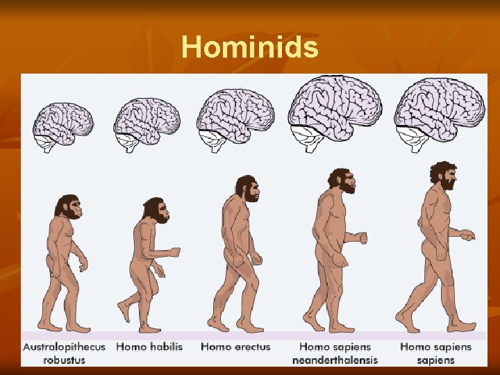Hominids 