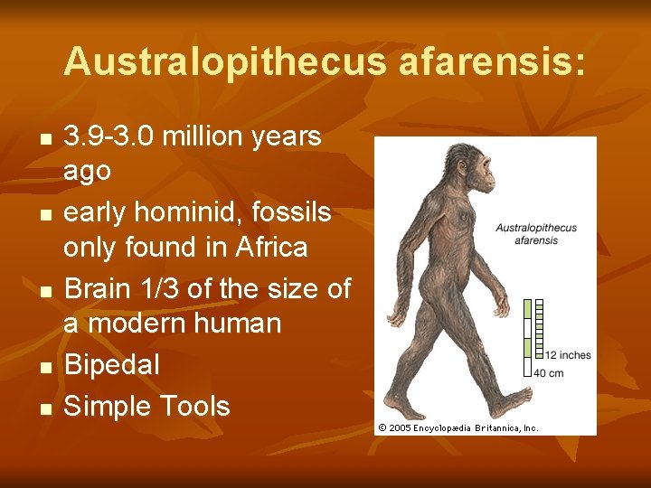 Australopithecus afarensis: n n n 3. 9 -3. 0 million years ago early hominid,