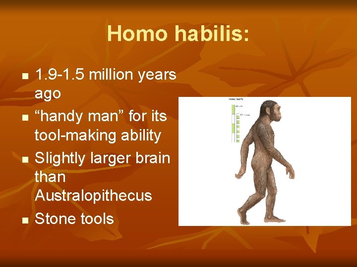 Homo habilis: n n 1. 9 -1. 5 million years ago “handy man” for