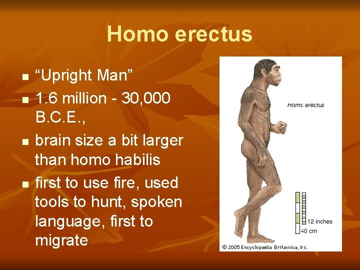 Homo erectus n n “Upright Man” 1. 6 million - 30, 000 B. C.