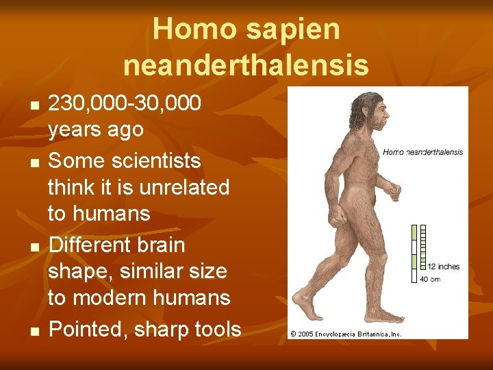 Homo sapien neanderthalensis n n 230, 000 -30, 000 years ago Some scientists think