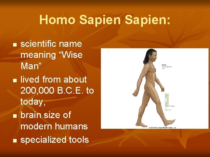 Homo Sapien: n n scientific name meaning “Wise Man” lived from about 200, 000