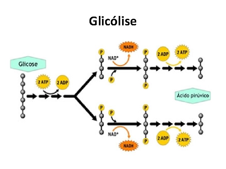 Glicólise 