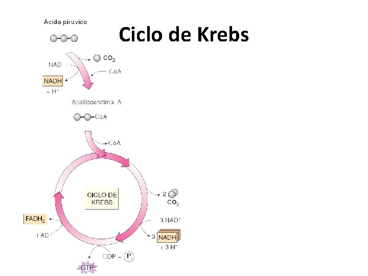 Ciclo de Krebs 