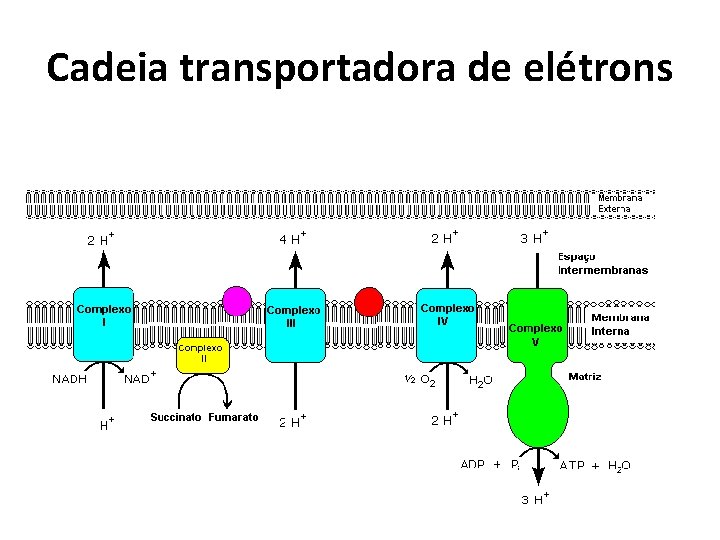 Cadeia transportadora de elétrons 