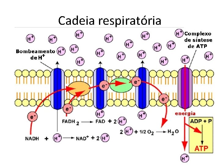 Cadeia respiratória 