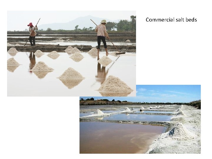 Commercial salt beds 