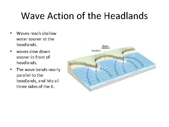 Wave Action of the Headlands • Waves reach shallow water sooner at the headlands.