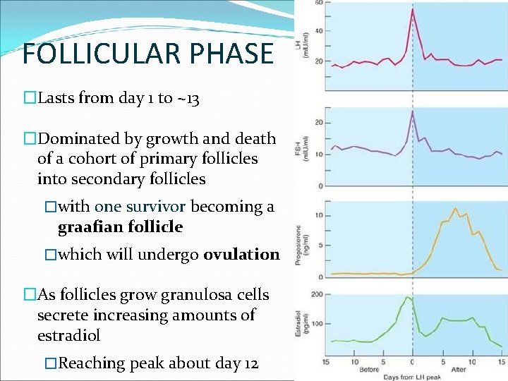 FOLLICULAR PHASE �Lasts from day 1 to ~13 �Dominated by growth and death of
