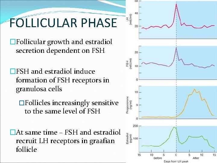 FOLLICULAR PHASE �Follicular growth and estradiol secretion dependent on FSH �FSH and estradiol induce