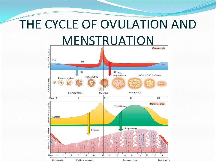 THE CYCLE OF OVULATION AND MENSTRUATION 