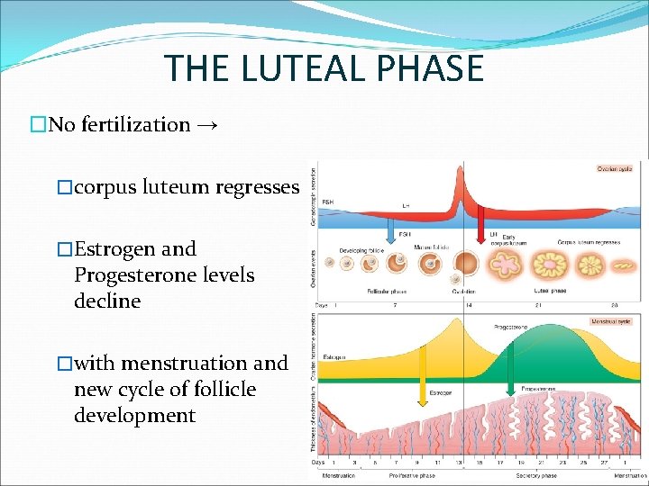 THE LUTEAL PHASE �No fertilization → �corpus luteum regresses �Estrogen and Progesterone levels decline