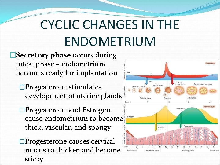 CYCLIC CHANGES IN THE ENDOMETRIUM �Secretory phase occurs during luteal phase – endometrium becomes