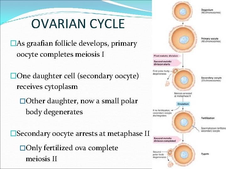 OVARIAN CYCLE �As graafian follicle develops, primary oocyte completes meiosis I �One daughter cell