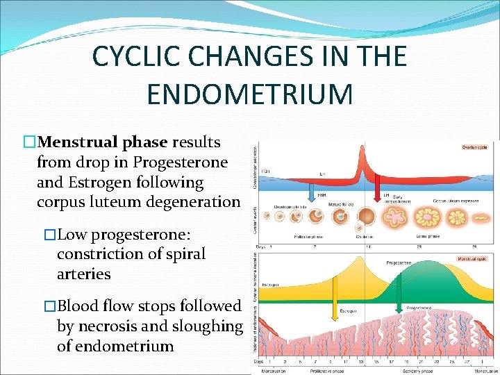 CYCLIC CHANGES IN THE ENDOMETRIUM �Menstrual phase results from drop in Progesterone and Estrogen