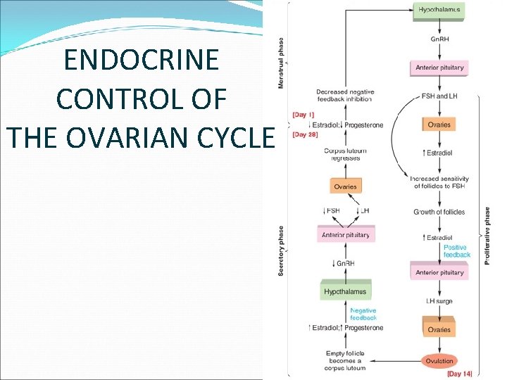 ENDOCRINE CONTROL OF THE OVARIAN CYCLE 