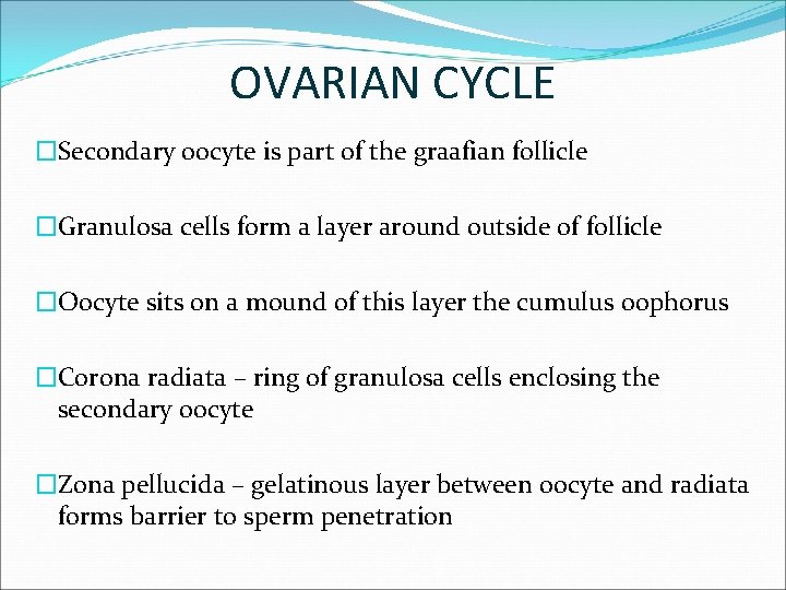 OVARIAN CYCLE �Secondary oocyte is part of the graafian follicle �Granulosa cells form a